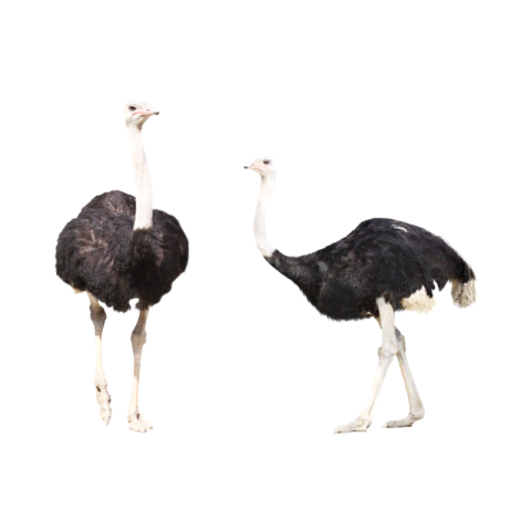 Ostrich png images free download