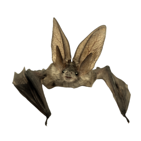 Bat png free download