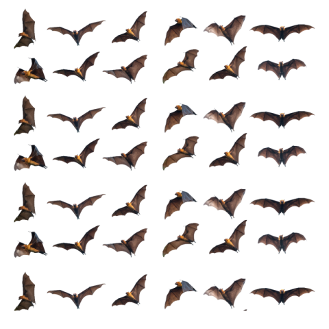 Bat png Free