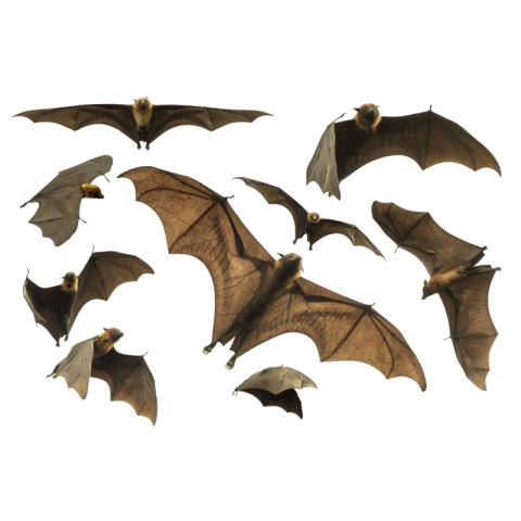 Bat Png images free download