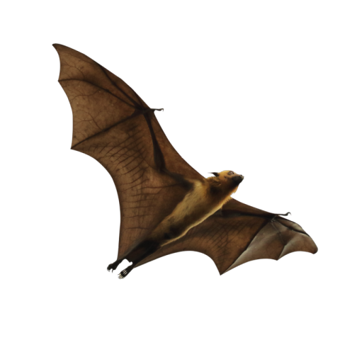 Bat png pic