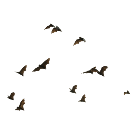 Bat png image download