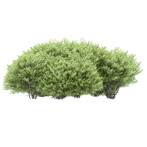 Bush png transparent