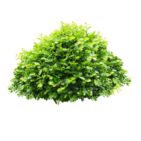 Bush PNG free download