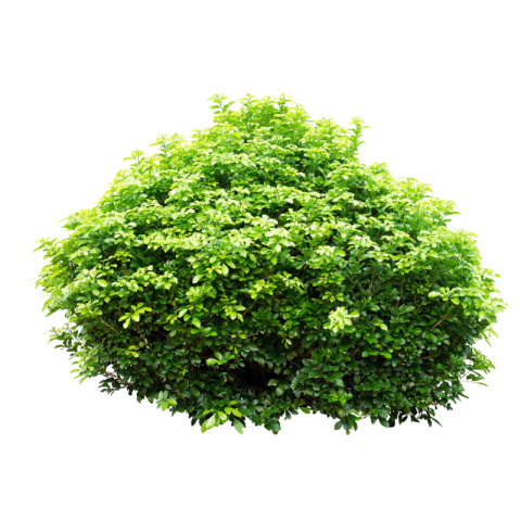 Bush png free