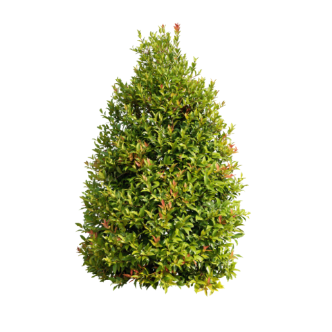 Green bush png transparent free download