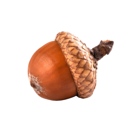 Acorn png