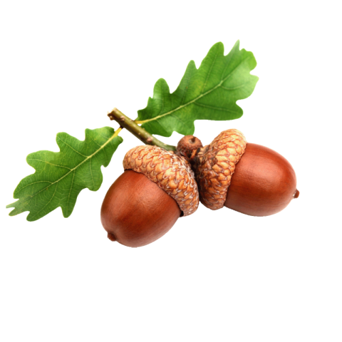 Acorn png transparent background