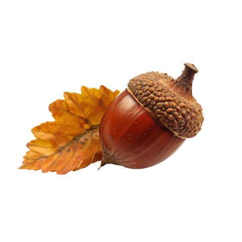 Acorn png transparent download