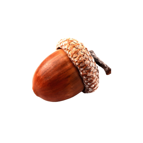 Acorn png transparent free