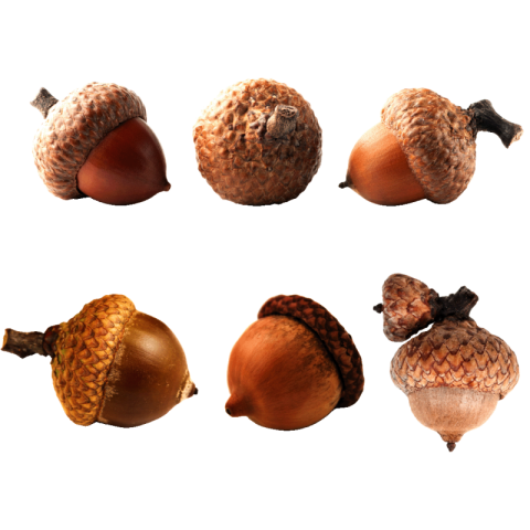 Acorn png transparent free