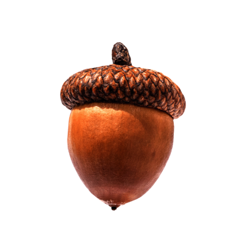 Acorn png transparent free download hd