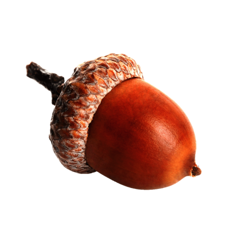 Acorn png free download