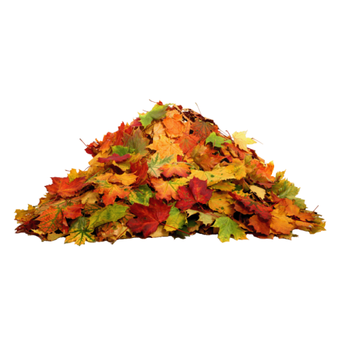 Autumn leaves png