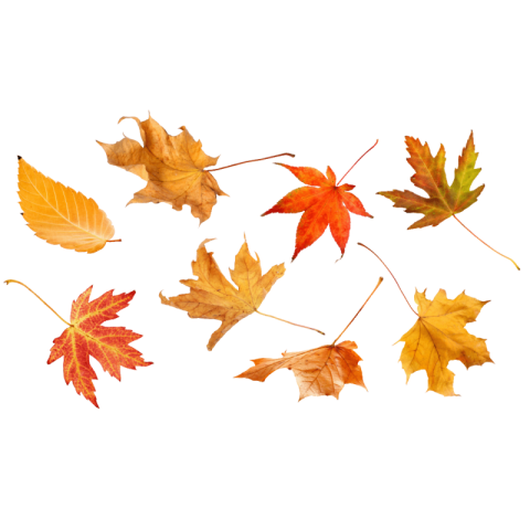 Autumn leaves png transparent