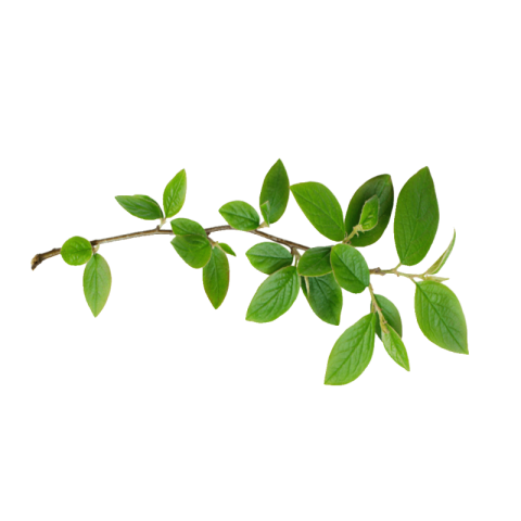 Green leaves png transparent