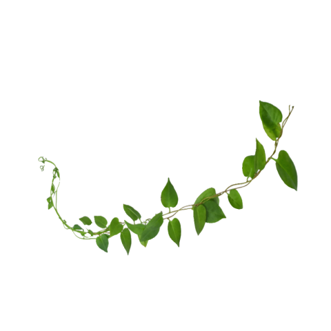 Green Leaf png hd