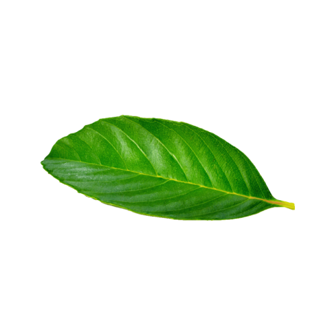 Green Leaf PNG Images