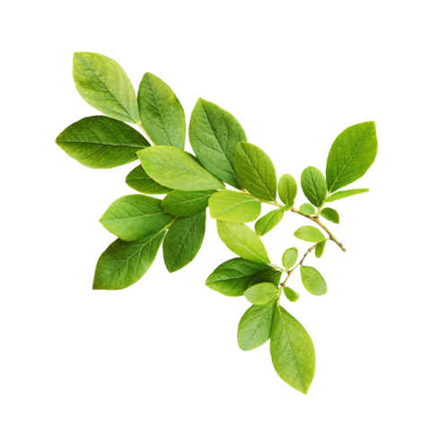 Green leaves png transparent free