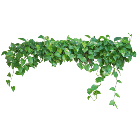 Green leaves png transparent background