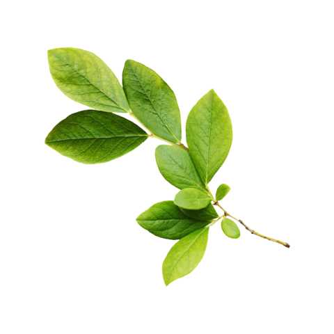 Green leaves png transparent free download