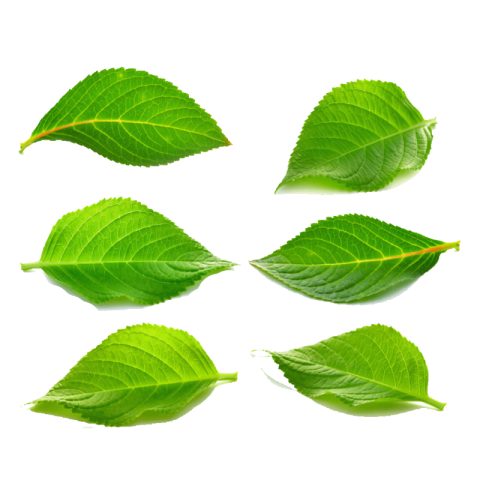 Green leaf png background