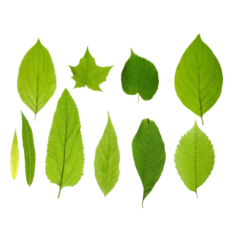 Green leaf transparent background