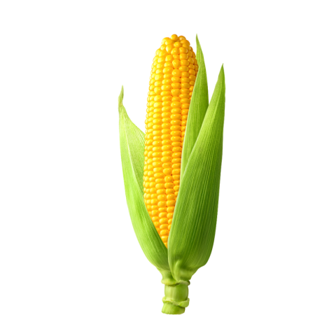 Corn png