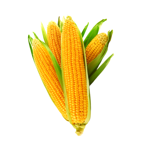 Corn png transparent