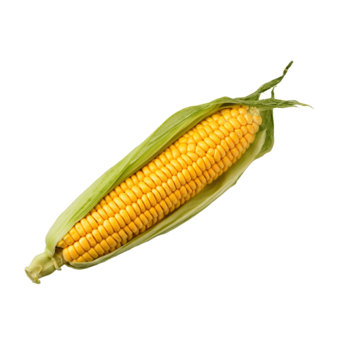 Corn png background