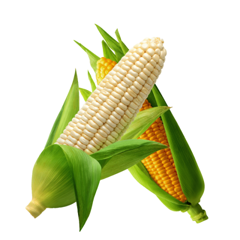 Corn png transparent free download