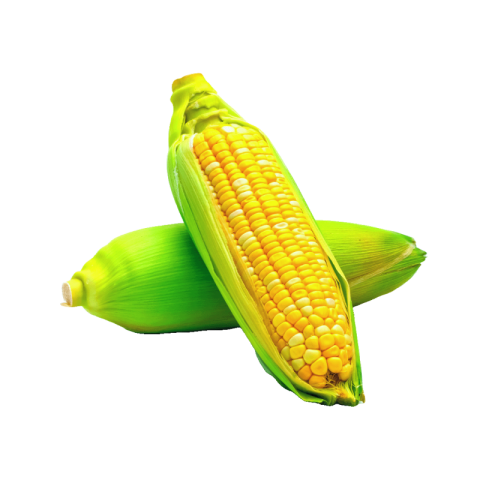 Corn png transparent download