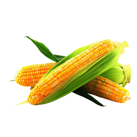 Download Corn Free PNG photo images