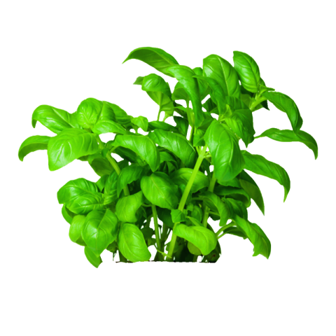 Basil png transparent free