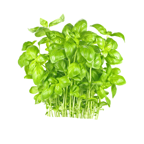 Basil png transparent background hd