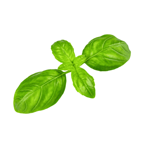 Basil png transparent free download