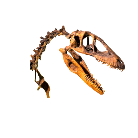 Dinosaur skeleton png transparent