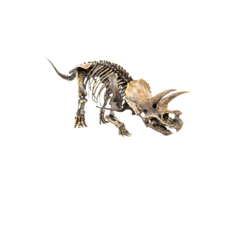 dinosaur skeleton png