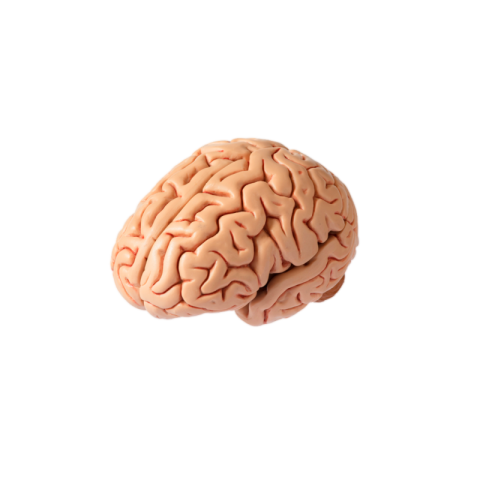Brain png transparent