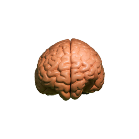 Brain png Transparent images