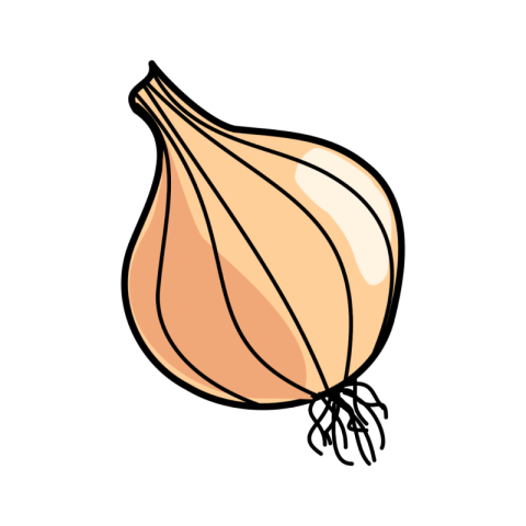 Onion vector png images download