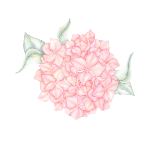 Flower Png Image