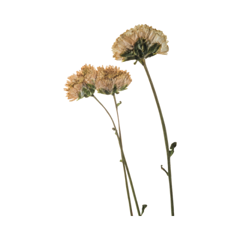 Flower png image a