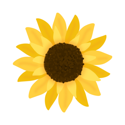 Sunflower png