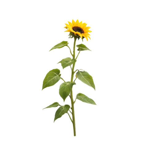 Sunflower png