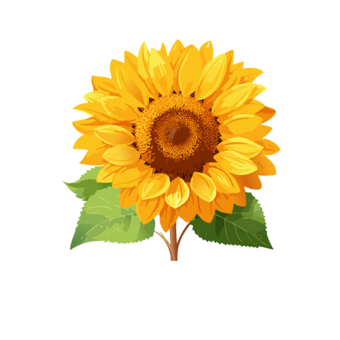 Sunflower png