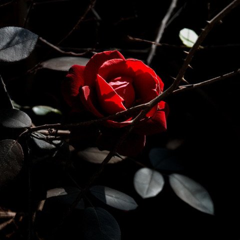 Red rose image