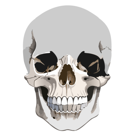 Skull png