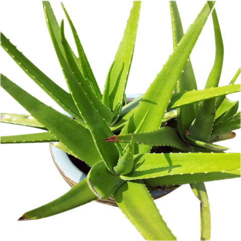 Aloe vera png