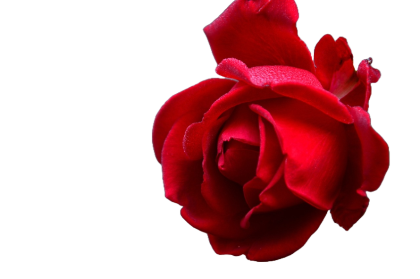 Red Rose png